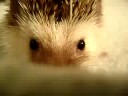Winking Hedgehog