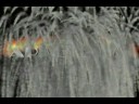 sony vegas + particleillusion