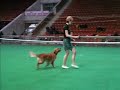 Dog Dancing