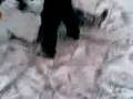 videos de HOKEY FIGHT ZILINA