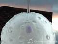 videos de Cell Nucleus Removal