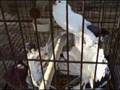 videos de FANTAIL PIGEONS by JADE CRANE Oct 18 2008 - VID00001