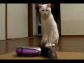 [ネコ]唸り続ける「肩叩き機」とアウトボクシングで戦う白猫。のサムネイル
