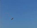 Kiting Around, HQ SR2 w/ 50\ Kiting Around, HQ SR2 w/ 50\