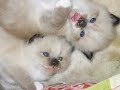 gatitos sagrado birmania gatitos sagrado birmania