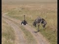 Horseback Safari Horseback Safari