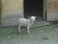 belante agnellino su richiesta