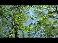 ballade nature chants doiseaux