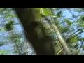 ballade nature chants doiseaux