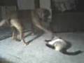 Meatball and FlowerPot 4