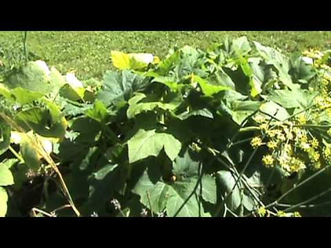 how to harvest squash flowers