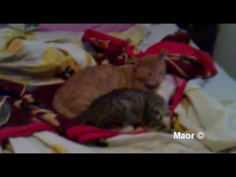סקס עם חיות - החתולה מסעודה ביחד עם החתול יוסף סרט פורנו שלא נראה עוד כמוהו ! צפייה מהנה.