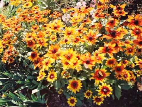 videos how to grow big bushy mums videos how to grow big bushy mums