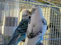 English budgie couple