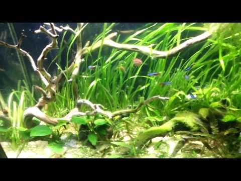 how to test gh in aquarium