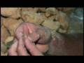 videos de Ancient Little People Found?