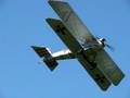 Pfalz DIII