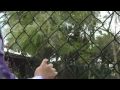 We visit  Billie Swamp Safari and Alligator Alley Part 7   3