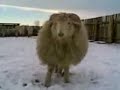 Баран Борис