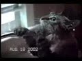 another funny cats clim mix