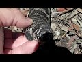 Tiliqua Scincoides release 2