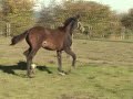 quaterback stute , foal