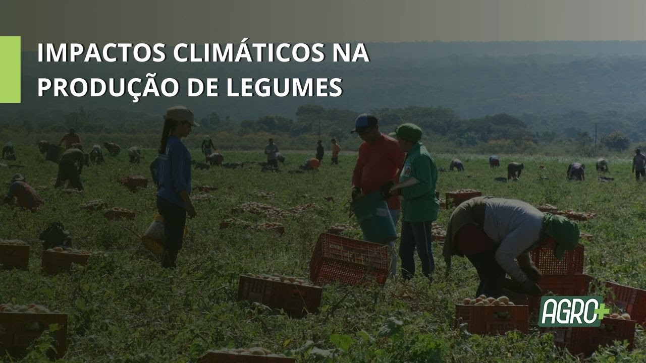 Impactos Climáticos na produção de Legumes.