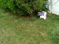 Oliver Out Hoppin' Around !  846
