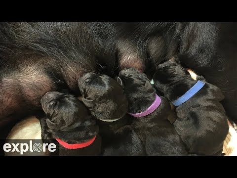 Live-Cam: Hunde Welpen - Labrador Retriever - Summit ...