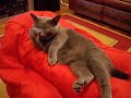 Chartreux: Belo a manter-se belo! Chartreux: Belo a manter-se belo!