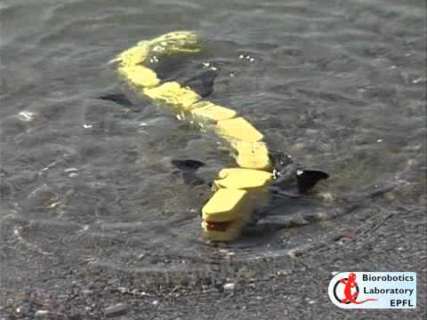 Bio inspired - The Salamandra robotica I robot (http://biorob.epfl.ch/salamandra) making a transition from swimming to walking while exiting lake Geneva.