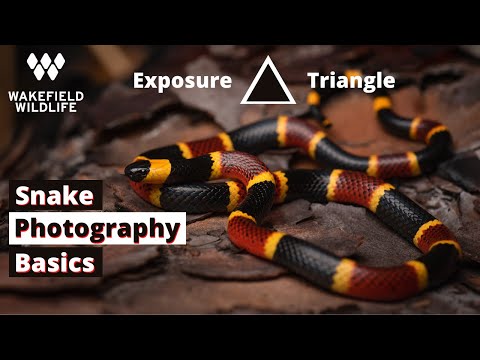 YouTube reptile video