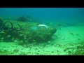 Oahu Spearfishing League