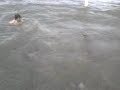 Al agua.3gp
