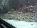 2008 Baja 1000 Pre-run - Rumorosa - 3