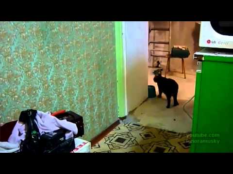 YouTube Трейлер