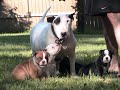 Pelto bulldogge puppies Pelto bulldogge puppies