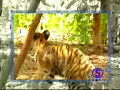 ataque del mono en la selva
