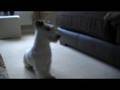 Cute Jack Russell with crazy eyes