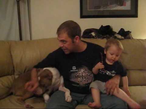 pit bull