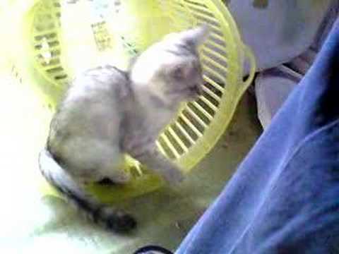 チビネコ。。。73Youtube(ユーチューブ・ゆーちゅーぶ)・Dailymotion動画