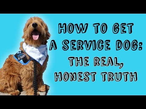 video-linktoworks-HOW TO GET A SERVICE DOG || The Real, Honest Truth