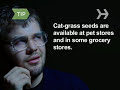 How To Grow Grass in Someone\ How To Grow Grass in Someone\