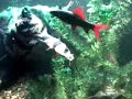Shop Fish Feeding-phone vid (1).3gp