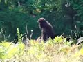 Bigfoot Compilation