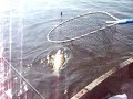 fishing carp