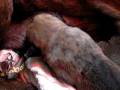 videos de Cuccioli Cane Corso