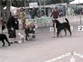 Junior Handler Junior Handler