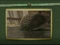 Zoe the grumpy hedgehog