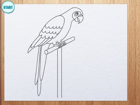how to draw parrot